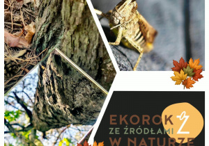 kolaż zdjęć, na których widać korę drzewa, zdjęcie drzewa od dołu oraz pasikonika