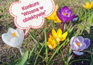 Zdjęcie przedstawia wiosenne krokusy w kolorze białym, żółtym i fioletowym. Na zdjęciu znajduje się też dymek z napisem: Konkurs "Wiosna w obiektywie".