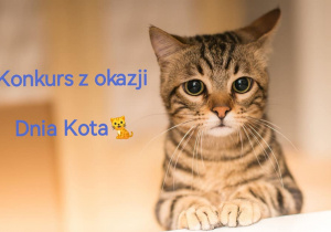 Na zdjęciu po prawej stronie znajduje się szary pręgowany kot, po lewej stronie napis - Konkurs z okazji Dnia Kota